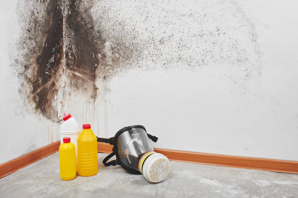 Best Local Mold Removal Service  in Springfield, MI