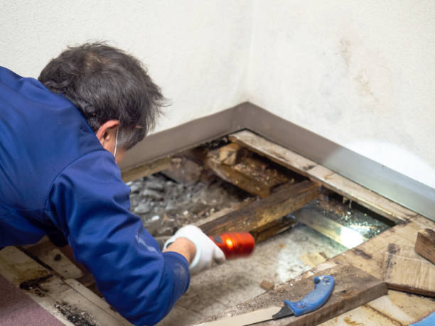 Trusted Springfield, MI Mold Removal Experts