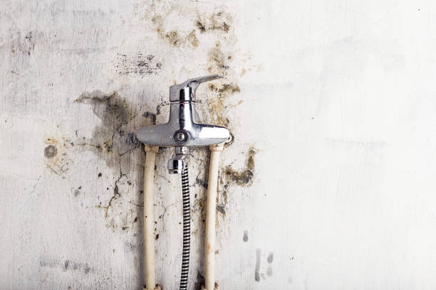 Best Mold Removal Company Near Me  in Springfield, MI