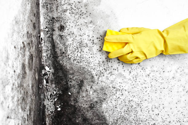Best Office Mold Removal Services  in Springfield, MI