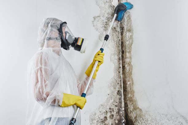 Best Attic Mold Removal  in Springfield, MI