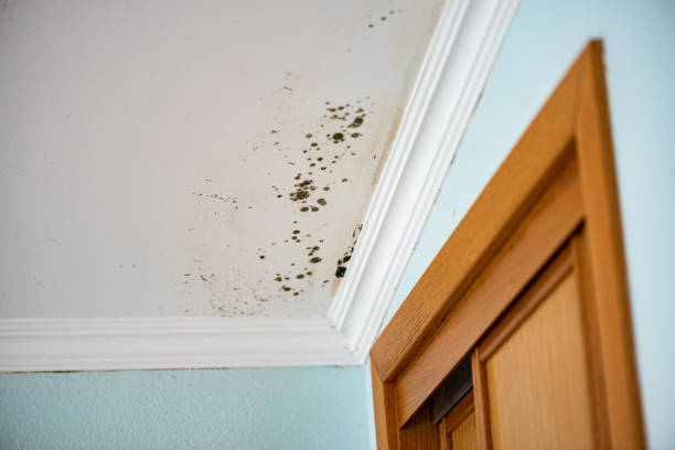 Best Mold Cleaning Services  in Springfield, MI