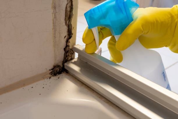 Best Same-Day Mold Removal  in Springfield, MI