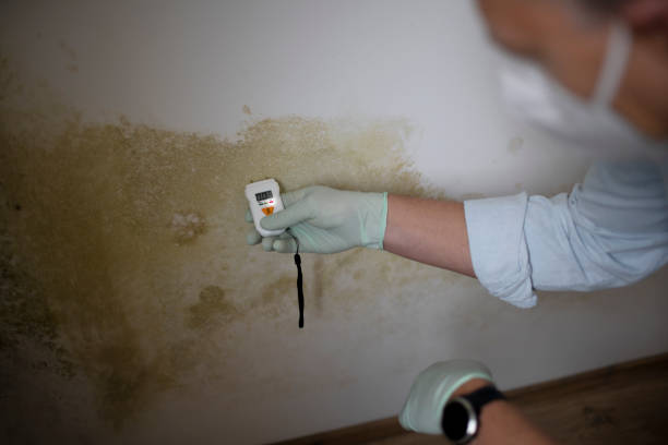 Best Attic Mold Removal  in Springfield, MI