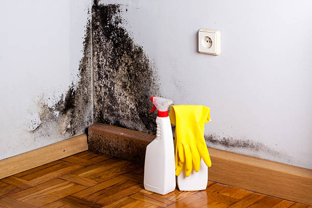 Attic Mold Removal in Springfield, MI