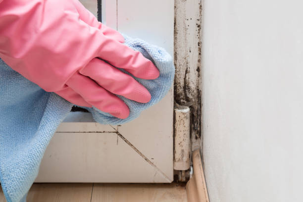 Best Mold Removal Near Me  in Springfield, MI
