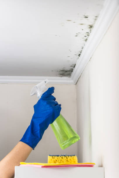 Best Toxic Mold Removal  in Springfield, MI