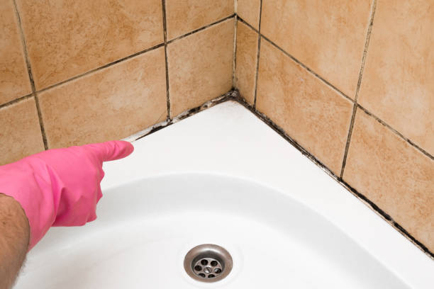 Best Home Mold Removal  in Springfield, MI